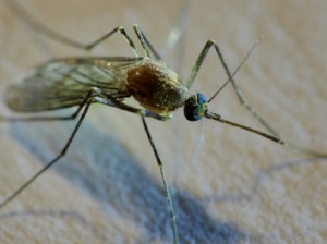 Spezieller Stoff kann Riechzellen von Stechmücken blockieren - Menschen könnten unriechbar gemacht werden