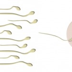 Unerfüllter Kinderwunsch: Folsäure-Mangel kann Qualität von Spermien beeinträchtigen