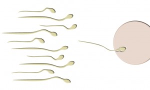Unerfüllter Kinderwunsch: Folsäure-Mangel kann Qualität von Spermien beeinträchtigen