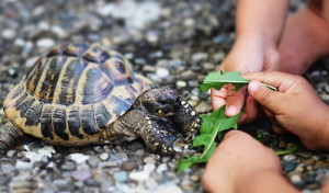 Wenn Haustiere krank machen - Bei Kleinkindern können Reptilien Infektionen auslösen