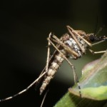 Chikungunya-Fieber aus Tropen kommt Deutschland näher – Asiatische Tigermücke findet neue Heimat