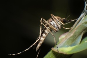Chikungunya-Fieber kommt Deutschland näher - Asiatische Tigermücke findet neue Heimat