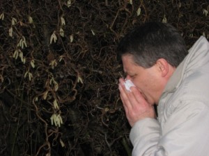 Heuschnupfen-Symptome vernebeln die Sinne, genauso wie 0,5 Promille Alkohol im Blut