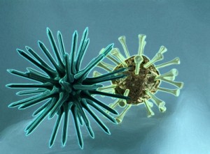Brechdurchfall: Meist ist der Norovirus schuld an dieser Erkrankung