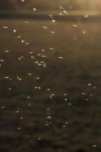 Sandmücken in Deutschland entdeckt: Gefährliche Tropenkrankheit Leishmaniose kann über dieses Insekt übertragen werden