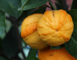 Orangenhaut: Sind Übergewichtige häufiger von Cellulite betroffen?