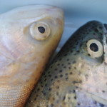 Krebserregende Stoffe in Fische aus Zuchtanlagen entdeckt