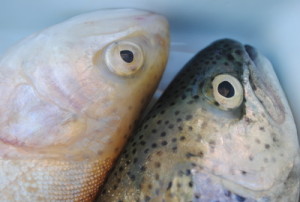 Krebserregende Stoffe in Fische aus Zuchtanlagen entdeckt