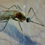 Spezieller Stoff kann Riechzellen von Stechmücken blockieren – Menschen könnten unriechbar gemacht werden
