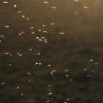Sandmücken in Deutschland entdeckt: Gefährliche Tropenkrankheit Leishmaniose kann über dieses Insekt übertragen werden