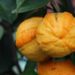 Orangenhaut: Sind Übergewichtige Häufiger von Cellulite betroffen?